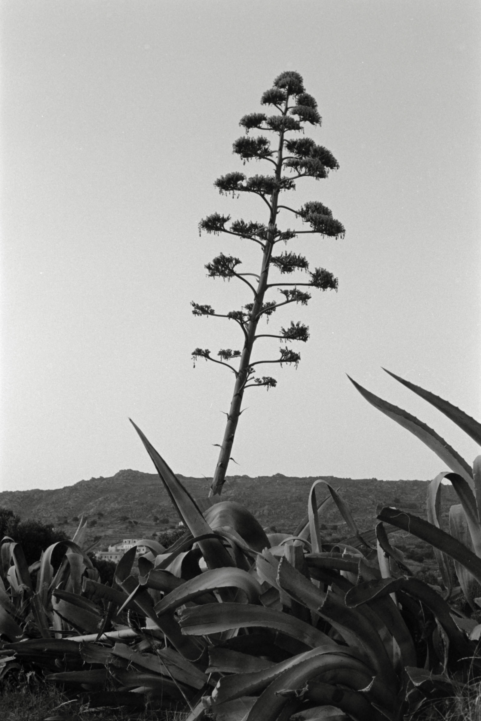 AHP F1991 09 005 sc250507 img17 NLP